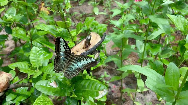 Australian Blue Triangle Butterfly in the Batterfly garden