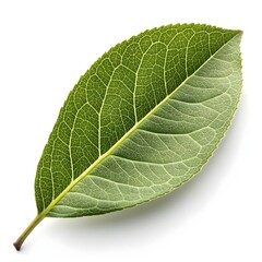 Common Privet Leaf Glossy Green Leaf with Smooth Texture and Clear Veins Botanical Still Life Captured in Minimalist Style Highlighting Natural Form and 