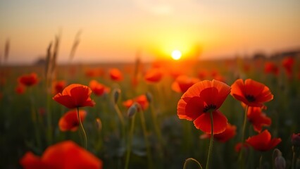A serene sunset field filled with vibrant red poppies, bathed in warm golden light.