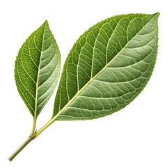 Obraz premium Broadleaf Privet Leaf Wide Glossy Green Leaf with Smooth Texture and Prominent Veins Botanical Still Life Captured in Minimalist Style Highlighting Natural Beauty on Pure White Background