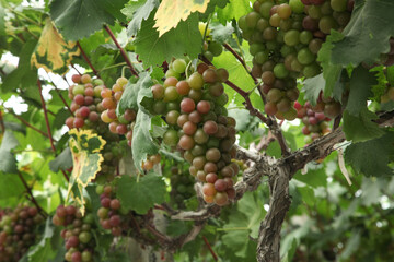 Fresh Purple Grapes Ripening on Vineyard Vines in Xinjiang China Ready for Harvest Season
