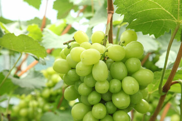 Fresh Green Grapes Growing on Vine in Vineyard Ready for Harvest