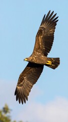 Obraz premium Dark brown raptor in flight against a clear sky