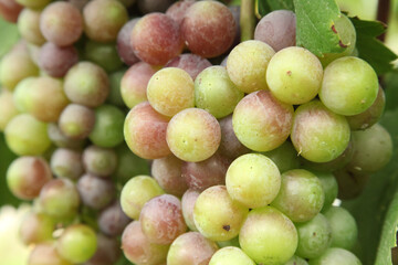 Fresh Grapes Ripening on Vine in Xinjiang Vineyard During Harvest Season