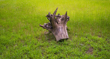 Old tree stump on green rice field in countryside of thailand.