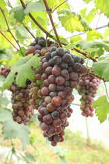 Purple Grapes Hanging on Vine in Xinjiang Vineyard Ready for Harvest