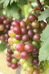 Ripening Grapes on Vine in Xinjiang Vineyard - Fresh Fruit Ready for Harvest