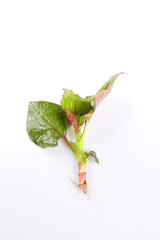 Obraz premium Wild Fishweed Plant Tender Leaves White Background Seasonal Vegetable Hubei China