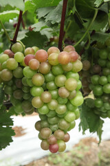 Ripening Grapes on Vine in Xinjiang Vineyard During Harvest Season