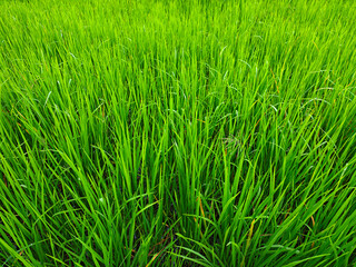Lush Green Rice Plants Growing in Fertile Wetland Environment