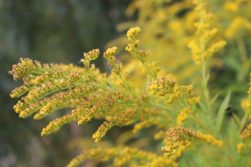 Canada Goldenrod, Solidago canadensis in late summer