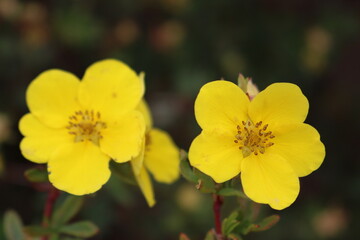 Cinquefoil, five leaves, Potentilla within the rose family