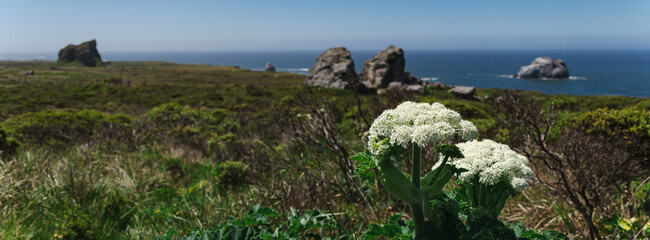 Wildflowers and Sea Stacks on the California Sonoma Coast
