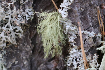 Liches growing on the tree. Old Man's Beard