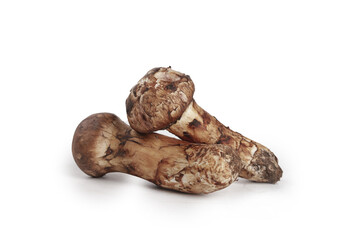 Fresh Matsutake Mushrooms from Yunnan China on White Background