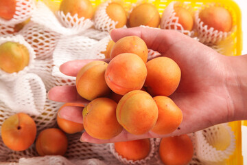 Fresh Small Apricots from Xinjiang China Held in Hands on Wood Surface with Protective Packaging