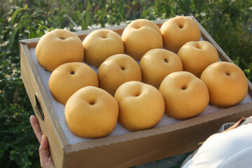 Fresh Golden Asian Pears in Wooden Gift Box - Autumn Harvest Fruit