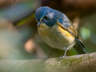 森の藪の中で周りを見渡しているルリビタキの雄。食べ物を探して見つめている様子のクローズアップ。木漏れ日が差し込んでいる様子。