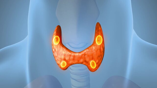 Human Parathyroid Gland Medical Concept