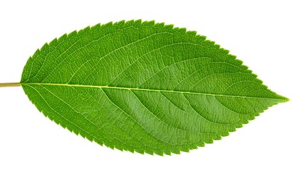 Obraz premium Close-up of a vibrant green leaf (2)