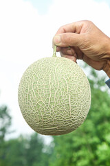 Hand Holding Fresh Cantaloupe Melon Outdoors - Healthy Summer Fruit Harvest Concept