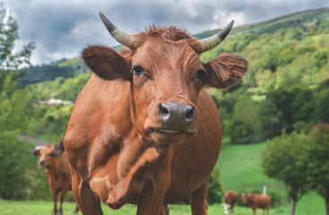 Obraz premium brown cow - a tarine- with horns looking at camera in french alpine pasture in savoie France