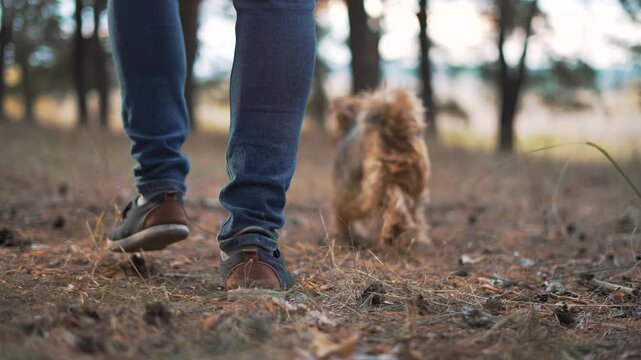 Walking dog on pine forest trail legs in denim pant and brown shoe step through needle covered ground while small pet follows while hiking in nature with dog near trail calm autumn light and slow pace