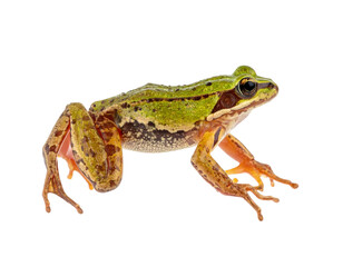 Obraz premium a high quality stock photograph of a single jumping happy frog isolated on a white ba