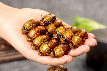 Hand Holding Cooked Silkworm Pupae Chrysalis Insects Traditional Asian Food Delicacy Entomophagy