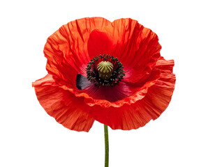 a high quality stock photograph of a single red poppy flower full body isolated on a