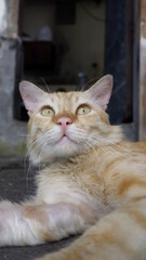 Portrait of a cute ginger cat looking up