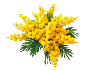 A vibrant bouquet of mimosa flowers in bright yellow, perfect for adding a touch of n