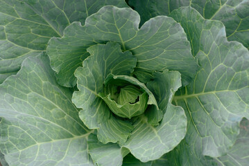 Close-Up of Fresh Green Cabbage Leaves in a Natural Setting