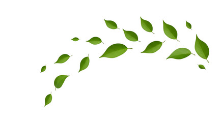 green leaves on white background