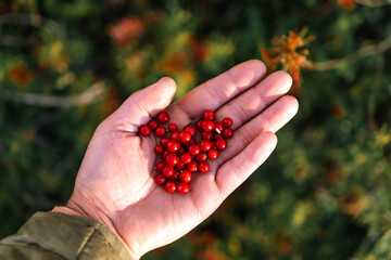 Wild berries in a man's hand