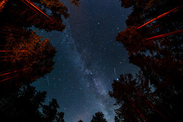 Night sky in the forest with stars and milky way