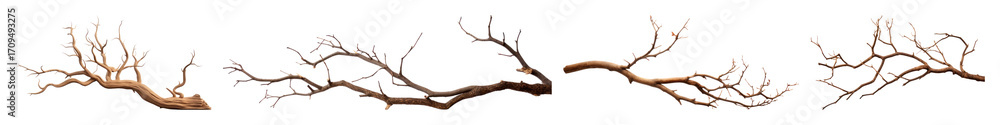 Poster png intricate dry branches pattern, element set on transparent background