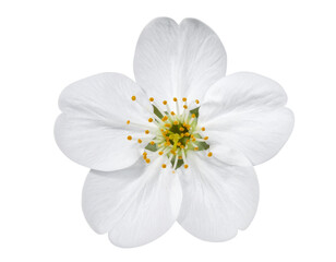  flower isolated on transparent background, extracted, png file