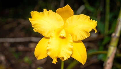 Close-up of a vibrant yellow orchid (1)