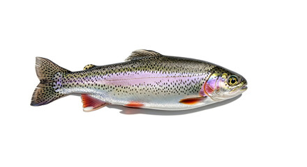 Naklejka premium Fresh Rainbow Trout Fish Isolated on a Clean White Background
