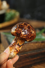 Wild Fresh Mushroom with Mud from Yunnan Forest Foraging