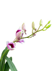 pink orchid isolated on white background, branch of magnolia orchid, png