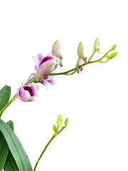 pink magnolia flowers, branch of magnolia orchid, png