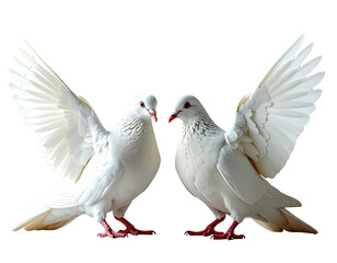 Obraz premium PNG Two white pigeon animal bird dove