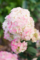Framboisine hydrangea with early pink tones in garden