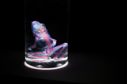 Transparent frog skeleton specimen. Science. Chemistry. Black background. Transparent. Bones.