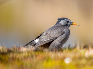 地面を歩くムクドリ