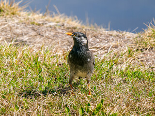 地面を歩くムクドリ