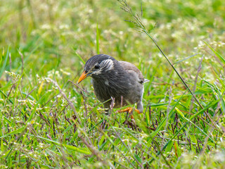 地面を歩くムクドリ