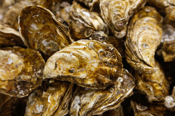 Fresh Oysters at Lushan Seafood Market - High Demand Premium Shellfish for Restaurants